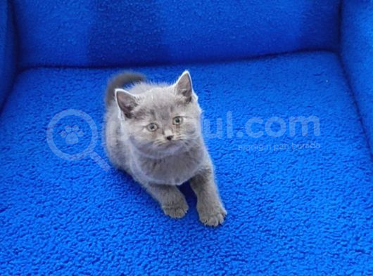 Tesli̇me Hazir Mükemmel Ponçi̇kler görsel
