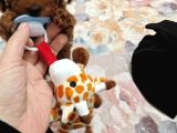 Toy Poddle Teacup
