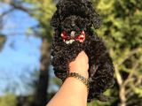 AŞILI SİYAH ORJİNAL TOY POODLE BEBEKLER