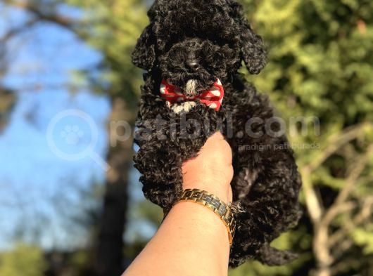 Aşili Si̇yah Orji̇nal Toy Poodle Bebekler