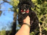 Aşili Si̇yah Orji̇nal Toy Poodle Bebekler