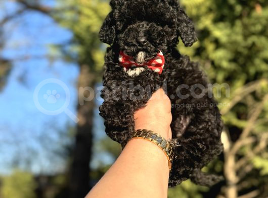 Aşili Si̇yah Orji̇nal Toy Poodle Bebekler görsel