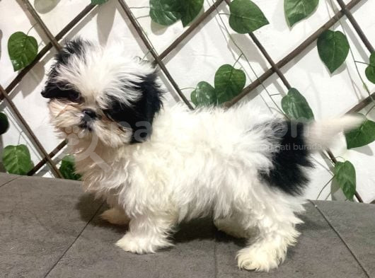 Teacup Shihtzu Kizimiz görsel