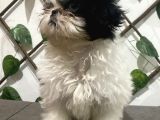 Teacup Shihtzu Kizimiz