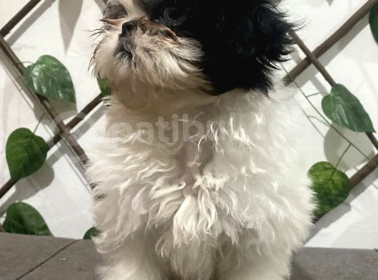 Teacup Shihtzu Kizimiz görsel