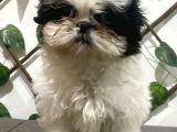 Teacup Shihtzu Kizimiz