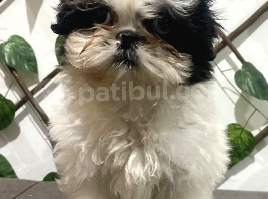 Teacup Shihtzu Kizimiz görsel