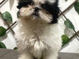 Teacup Shihtzu Kizimiz