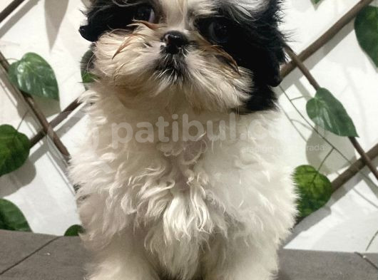 Teacup Shihtzu Kizimiz görsel