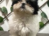 Teacup Shihtzu Kizimiz