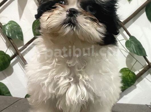 Teacup Shihtzu Kizimiz görsel