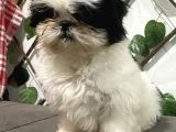 Teacup Shihtzu Kizimiz