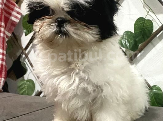 Teacup Shihtzu Kizimiz görsel