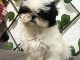 Teacup Shihtzu Kizimiz