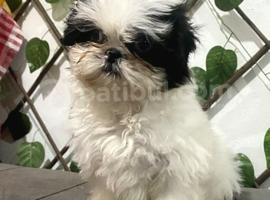 Teacup Shihtzu Kizimiz görsel