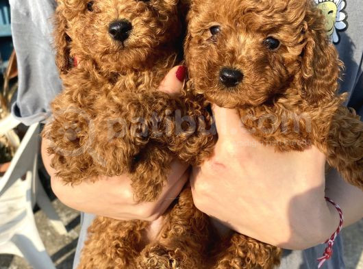 Red Brown Toy Poodle Bebekleri̇m
