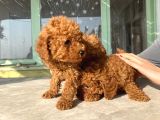 Red Brown Toy Poodle Bebekleri̇m