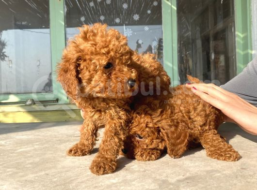 Red Brown Toy Poodle Bebekleri̇m görsel