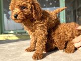 Red Brown Toy Poodle Bebekleri̇m
