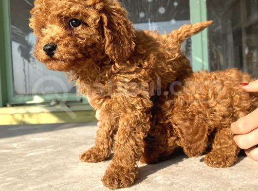 Red Brown Toy Poodle Bebekleri̇m görsel