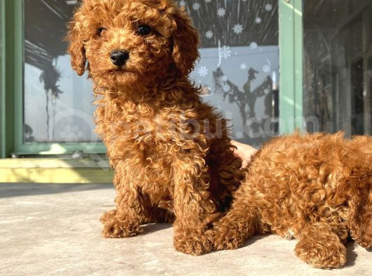 Red Brown Toy Poodle Bebekleri̇m görsel