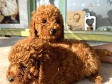 Red Brown Toy Poodle Bebekleri̇m