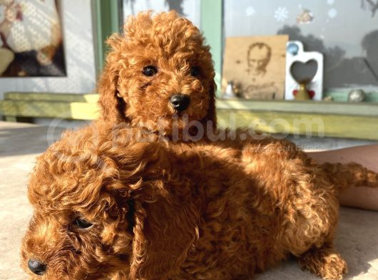 Red Brown Toy Poodle Bebekleri̇m görsel