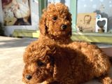 Red Brown Toy Poodle Bebekleri̇m