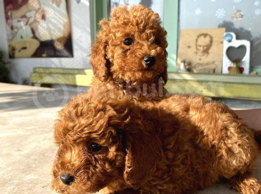 Red Brown Toy Poodle Bebekleri̇m görsel