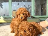 Red Brown Toy Poodle Bebekleri̇m