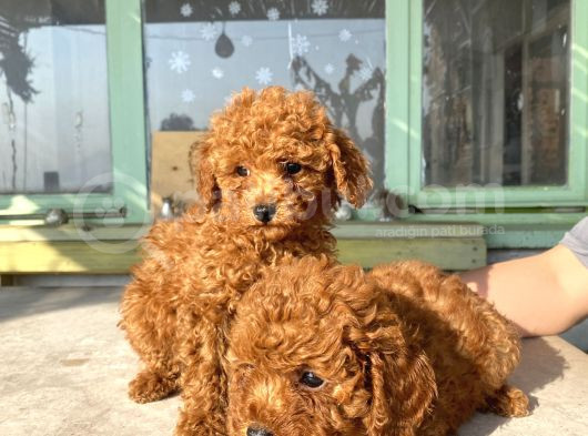 Red Brown Toy Poodle Bebekleri̇m görsel