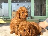 Red Brown Toy Poodle Bebekleri̇m