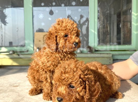 Red Brown Toy Poodle Bebekleri̇m görsel