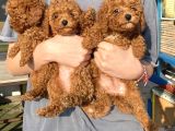 RED BROWN TOY POODLE KIZLARIM