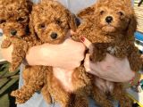 Red Brown Toy Poodle Kizlarim