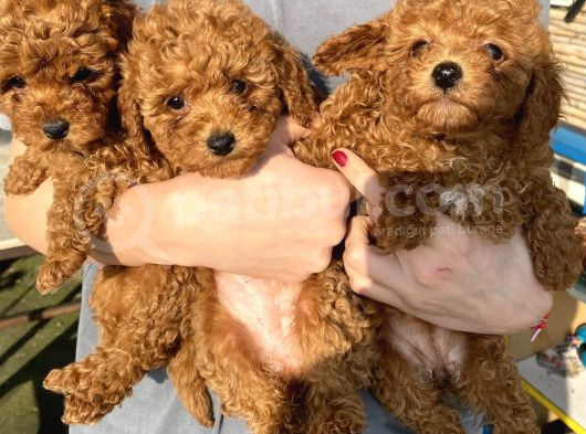 Red Brown Toy Poodle Kizlarim görsel