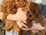 Red Brown Toy Poodle Kizlarim