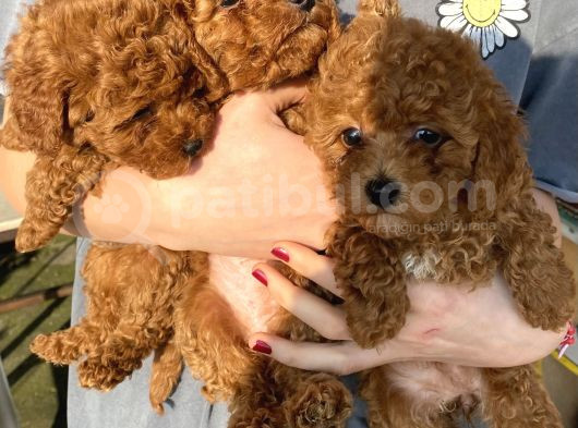 Red Brown Toy Poodle Kizlarim görsel