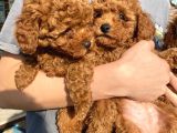 Red Brown Toy Poodle Kizlarim