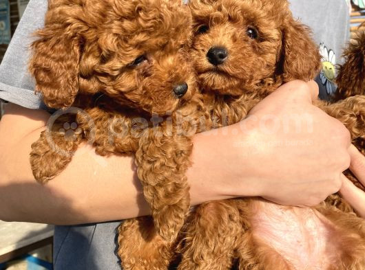 Red Brown Toy Poodle Kizlarim görsel