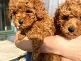 Red Brown Toy Poodle Kizlarim