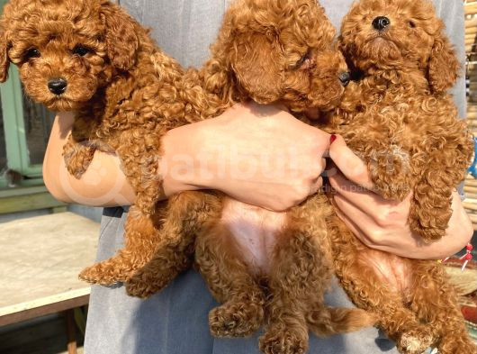 Red Brown Toy Poodle Kizlarim görsel