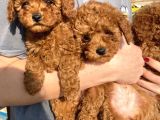 Red Brown Toy Poodle Kizlarim