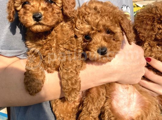 Red Brown Toy Poodle Kizlarim görsel