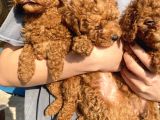 Red Brown Toy Poodle Kizlarim