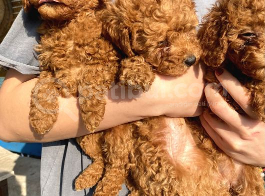 Red Brown Toy Poodle Kizlarim görsel