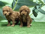 Toy Poodle Yavru