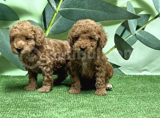 Toy Poodle Yavru görsel