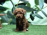 Toy Poodle Yavru