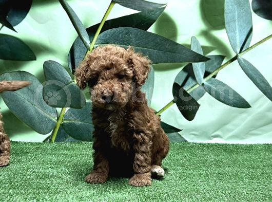 Toy Poodle Yavru görsel